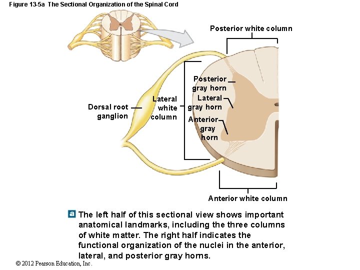 Figure 13 -5 a The Sectional Organization of the Spinal Cord Posterior white column