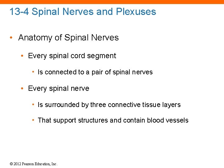 13 -4 Spinal Nerves and Plexuses • Anatomy of Spinal Nerves • Every spinal