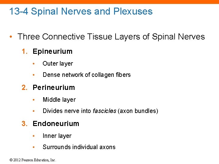 13 -4 Spinal Nerves and Plexuses • Three Connective Tissue Layers of Spinal Nerves