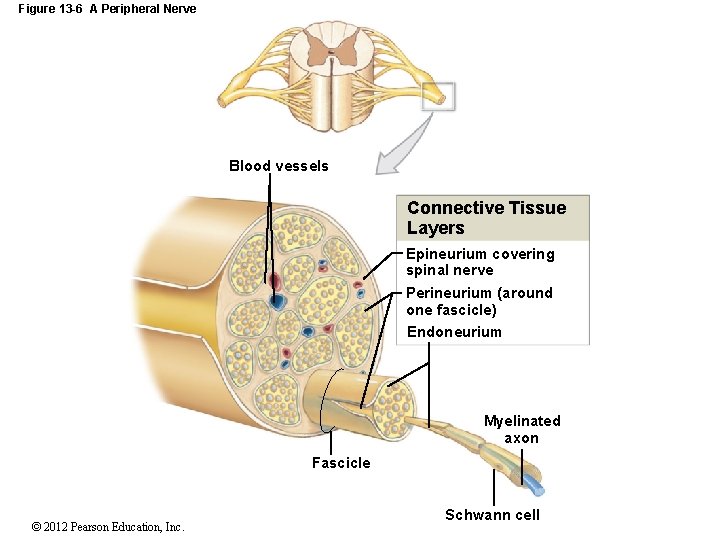 Figure 13 -6 A Peripheral Nerve Blood vessels Connective Tissue Layers Epineurium covering spinal