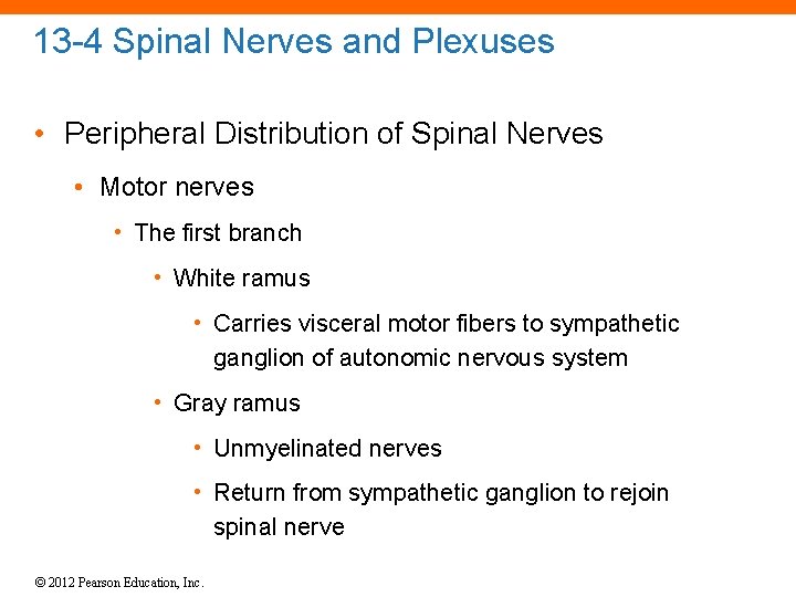 13 -4 Spinal Nerves and Plexuses • Peripheral Distribution of Spinal Nerves • Motor