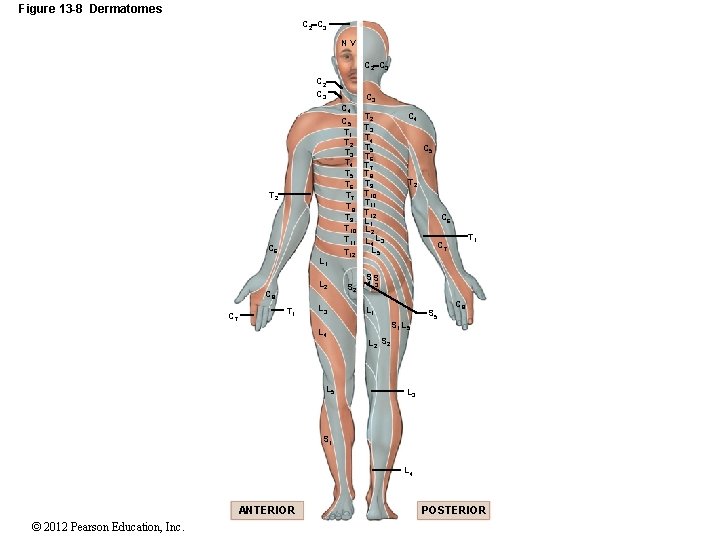 Figure 13 -8 Dermatomes C 2 C 3 NV C 2 C 3 T