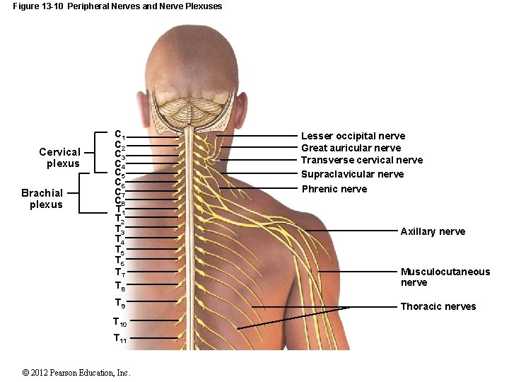 Figure 13 -10 Peripheral Nerves and Nerve Plexuses Cervical plexus Brachial plexus C 1