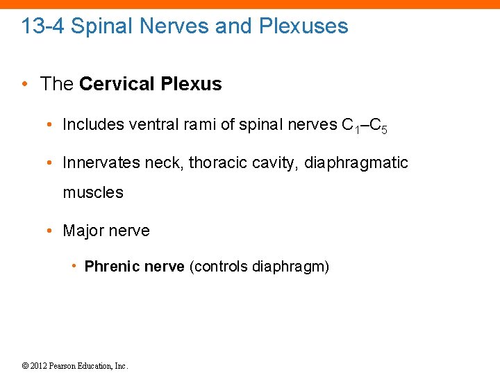 13 -4 Spinal Nerves and Plexuses • The Cervical Plexus • Includes ventral rami