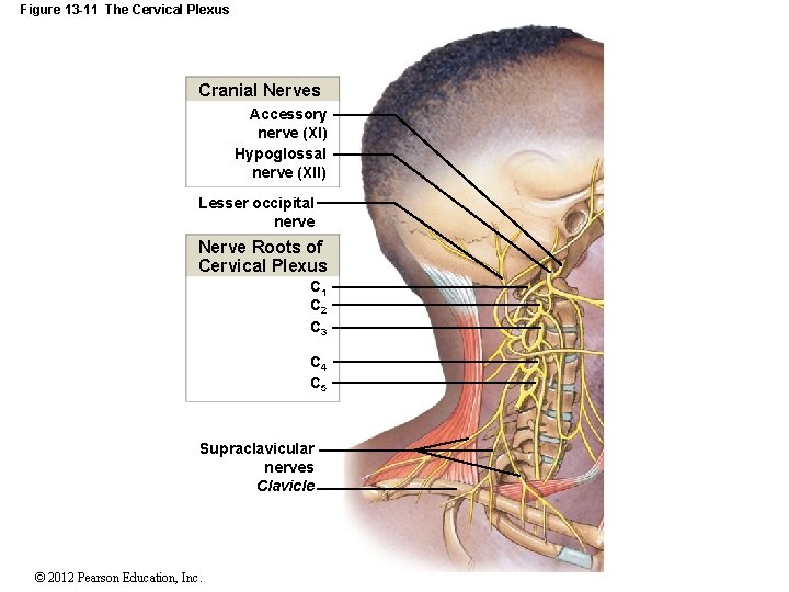 Figure 13 -11 The Cervical Plexus Cranial Nerves Accessory nerve (XI) Hypoglossal nerve (XII)