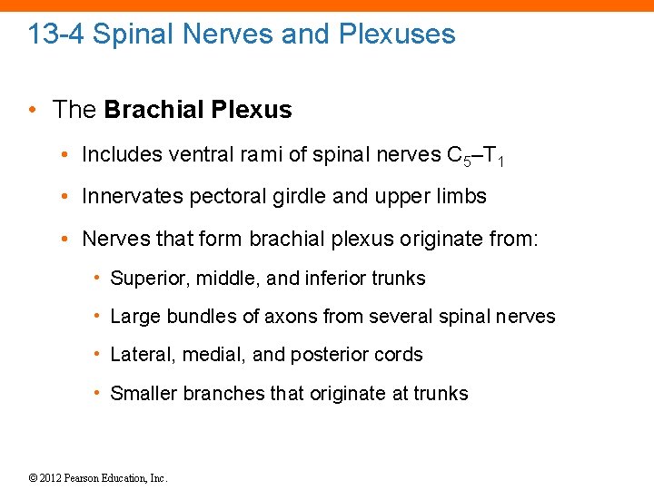 13 -4 Spinal Nerves and Plexuses • The Brachial Plexus • Includes ventral rami