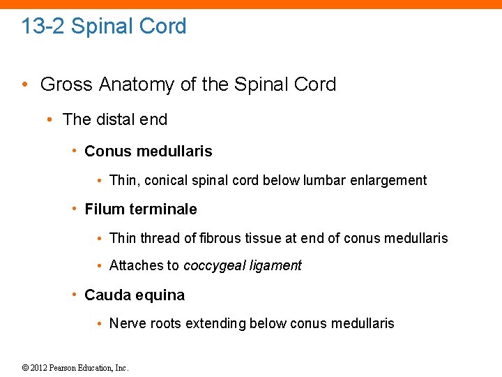 13 -2 Spinal Cord • Gross Anatomy of the Spinal Cord • The distal