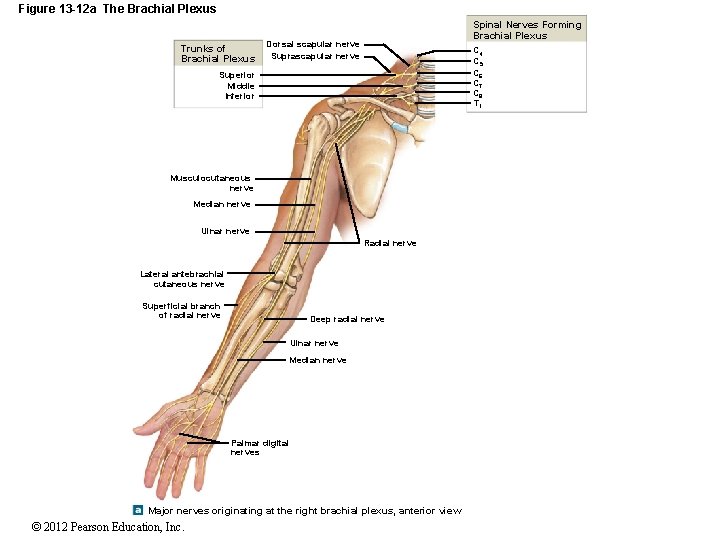 Figure 13 -12 a The Brachial Plexus Trunks of Brachial Plexus Spinal Nerves Forming