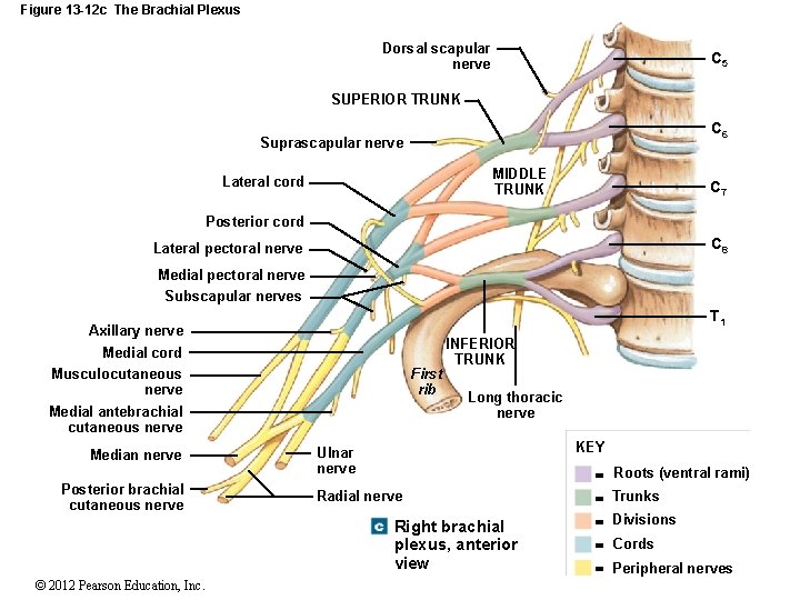 Figure 13 -12 c The Brachial Plexus Dorsal scapular nerve C 5 SUPERIOR TRUNK