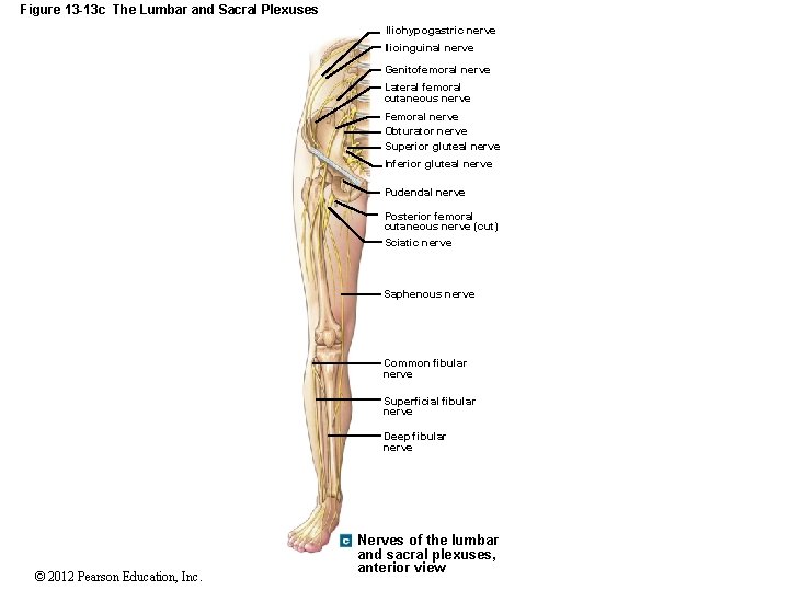 Figure 13 -13 c The Lumbar and Sacral Plexuses Iliohypogastric nerve Ilioinguinal nerve Genitofemoral