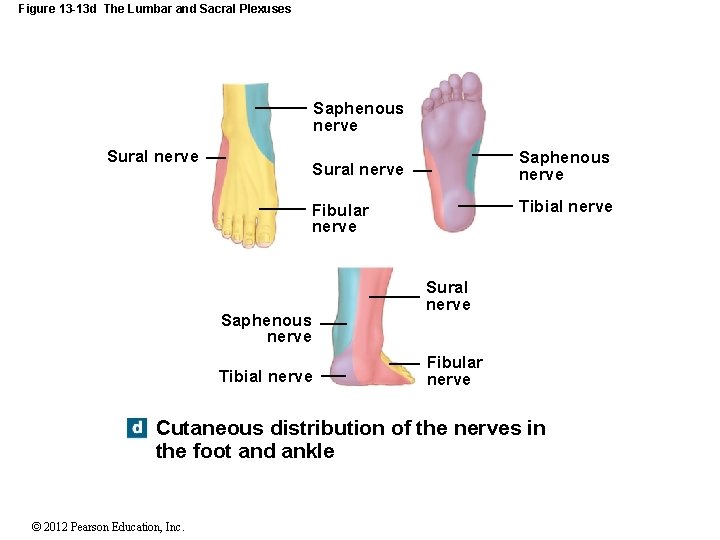 Figure 13 -13 d The Lumbar and Sacral Plexuses Saphenous nerve Sural nerve Tibial