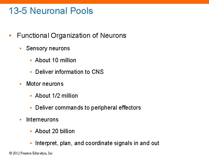 13 -5 Neuronal Pools • Functional Organization of Neurons • Sensory neurons • About