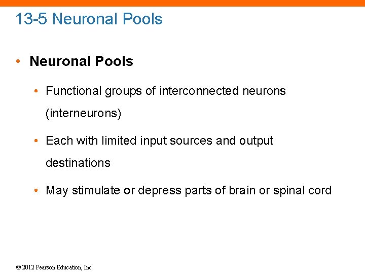 13 -5 Neuronal Pools • Functional groups of interconnected neurons (interneurons) • Each with