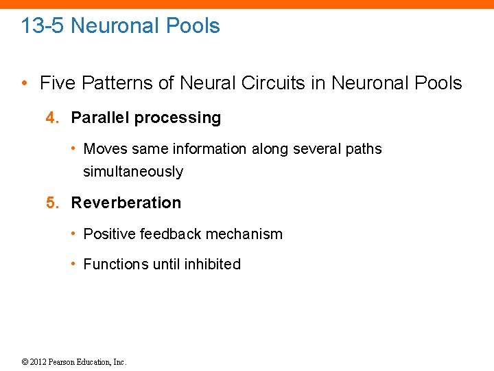 13 -5 Neuronal Pools • Five Patterns of Neural Circuits in Neuronal Pools 4.
