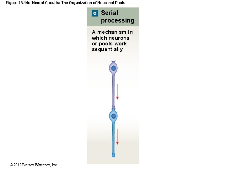 Figure 13 -14 c Neural Circuits: The Organization of Neuronal Pools Serial processing A