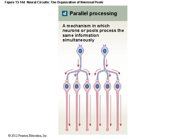 Figure 13 -14 d Neural Circuits: The Organization of Neuronal Pools Parallel processing A