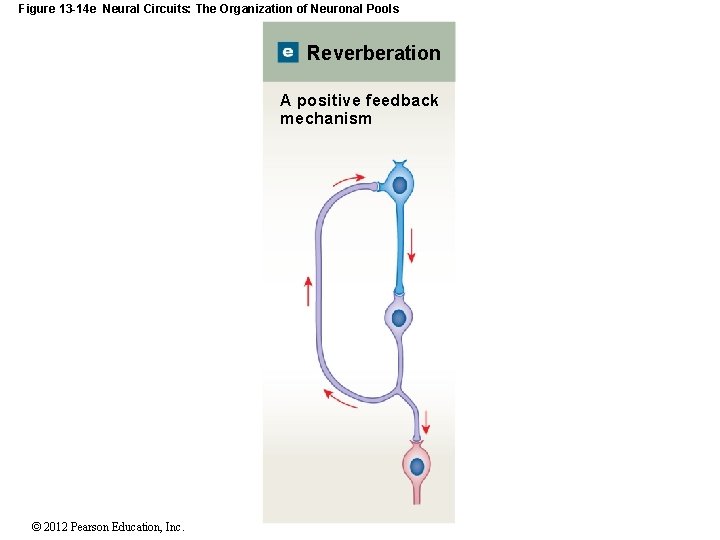 Figure 13 -14 e Neural Circuits: The Organization of Neuronal Pools Reverberation A positive