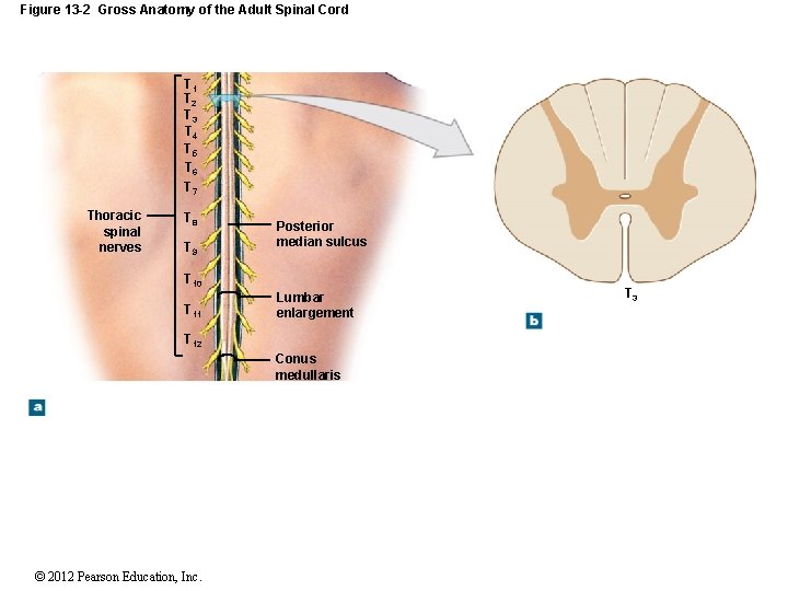Figure 13 -2 Gross Anatomy of the Adult Spinal Cord T 1 T 2