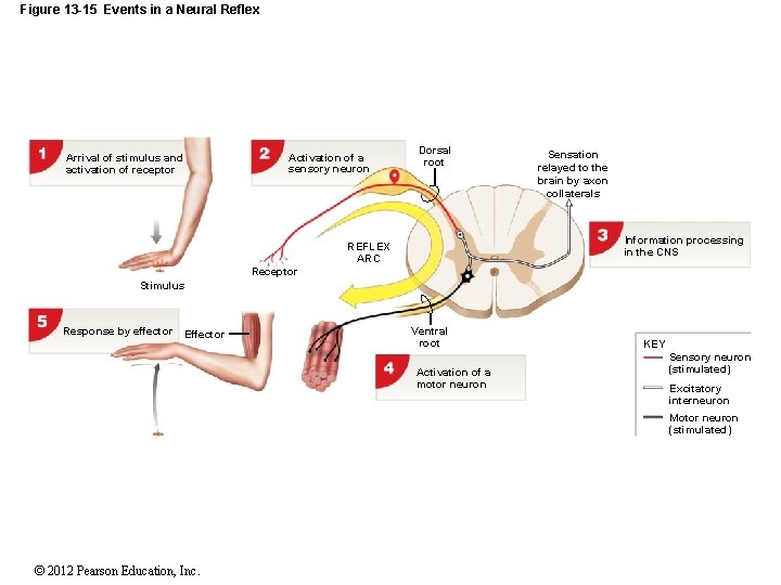 Figure 13 -15 Events in a Neural Reflex Activation of a sensory neuron Arrival