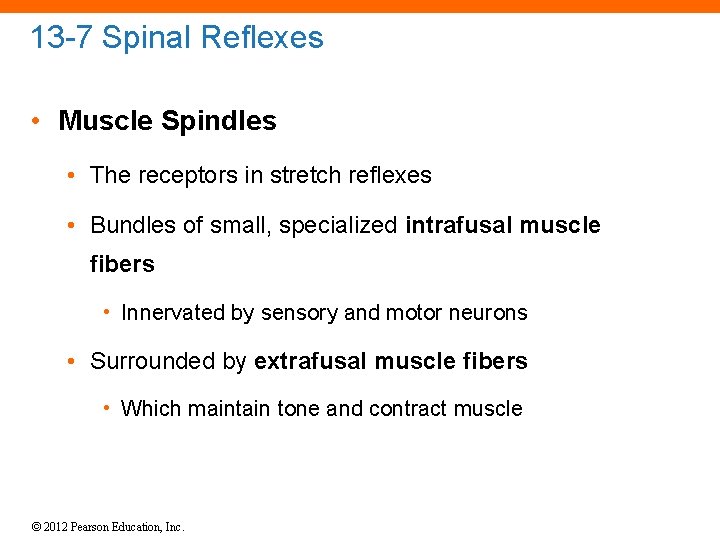 13 -7 Spinal Reflexes • Muscle Spindles • The receptors in stretch reflexes •