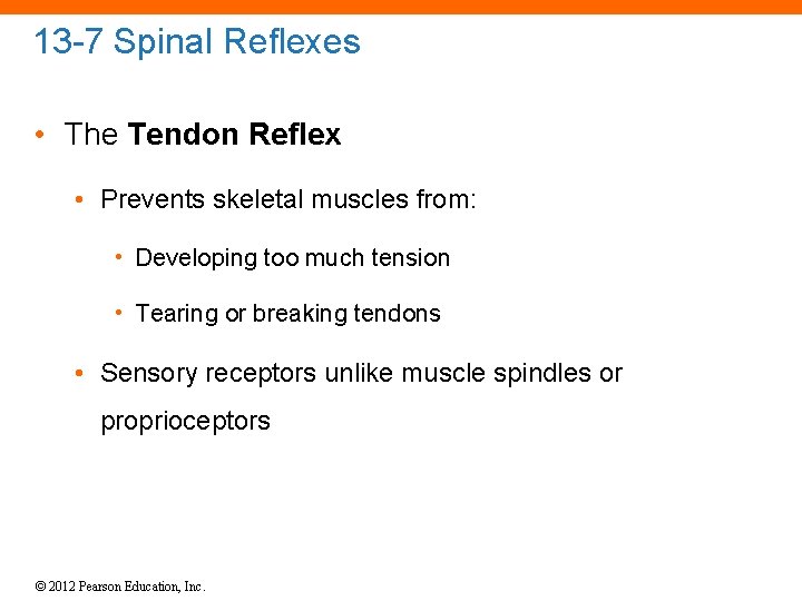 13 -7 Spinal Reflexes • The Tendon Reflex • Prevents skeletal muscles from: •