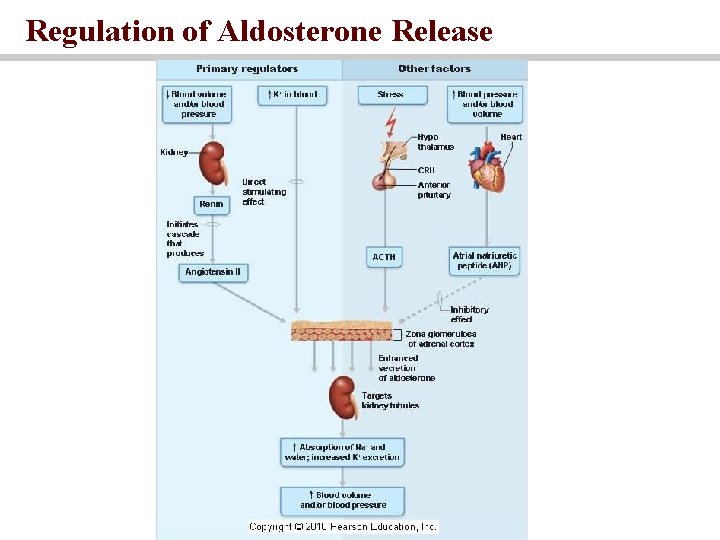 Regulation of Aldosterone Release 