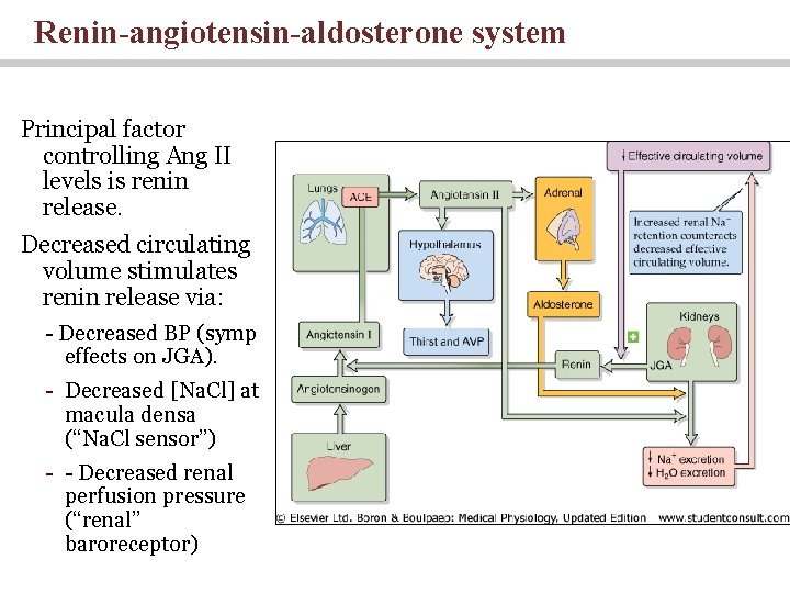 Renin-angiotensin-aldosterone system Principal factor controlling Ang II levels is renin release. Decreased circulating volume