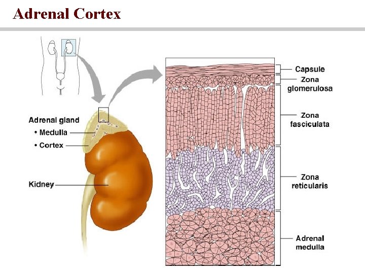 Adrenal Cortex 