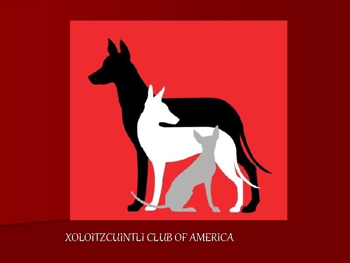 XOLOITZCUINTLI CLUB OF AMERICA 