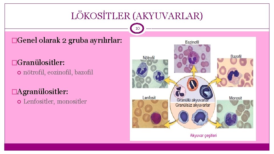 LÖKOSİTLER (AKYUVARLAR) 10 �Genel olarak 2 gruba ayrılırlar: �Granülositler: nötrofil, eozinofil, bazofil �Agranülositler: Lenfositler,