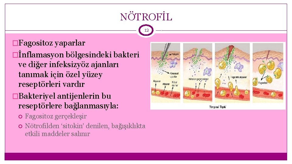 NÖTROFİL 12 �Fagositoz yaparlar �İnflamasyon bölgesindeki bakteri ve diğer infeksizyöz ajanları tanımak için özel