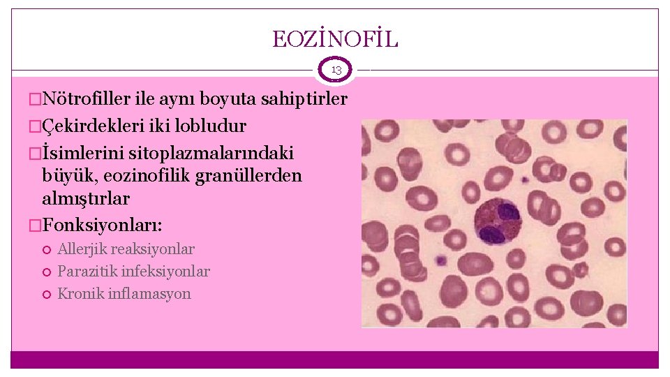 EOZİNOFİL 13 �Nötrofiller ile aynı boyuta sahiptirler �Çekirdekleri iki lobludur �İsimlerini sitoplazmalarındaki büyük, eozinofilik