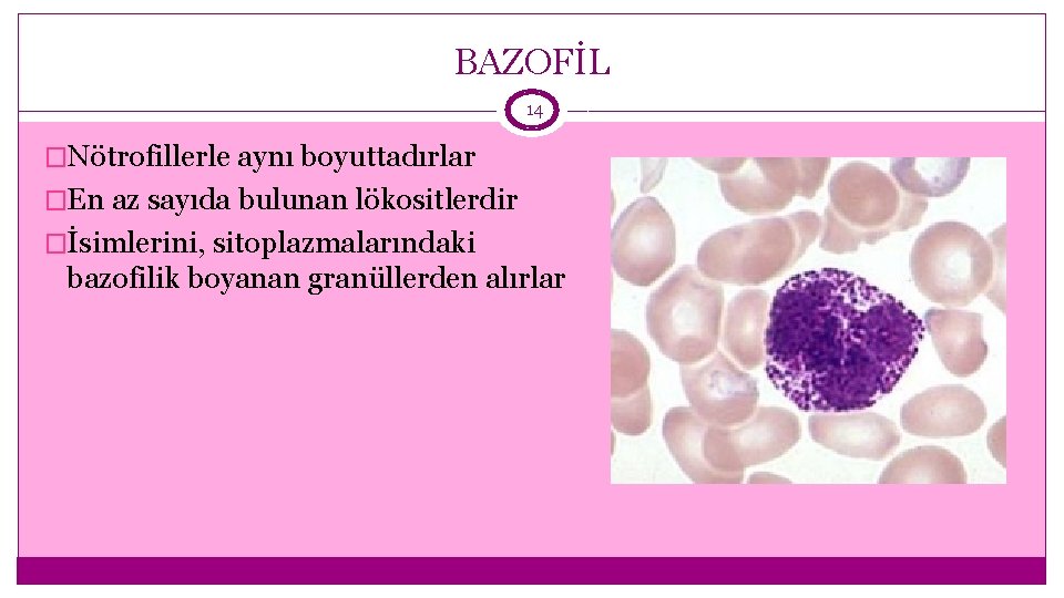 BAZOFİL 14 �Nötrofillerle aynı boyuttadırlar �En az sayıda bulunan lökositlerdir �İsimlerini, sitoplazmalarındaki bazofilik boyanan