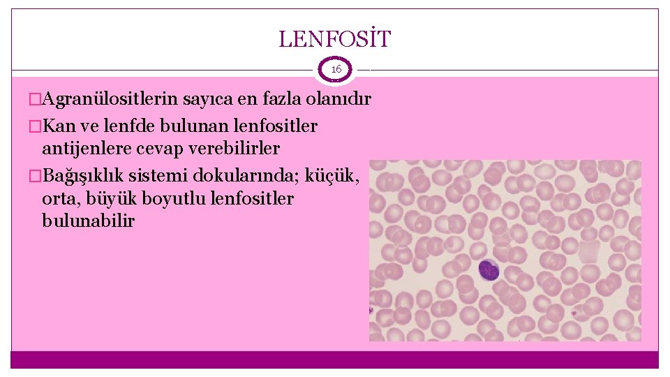 LENFOSİT 16 �Agranülositlerin sayıca en fazla olanıdır �Kan ve lenfde bulunan lenfositler antijenlere cevap