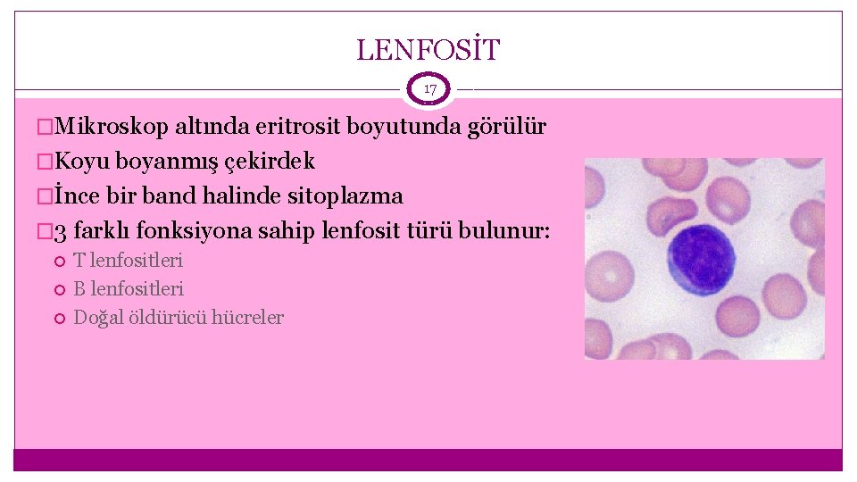 LENFOSİT 17 �Mikroskop altında eritrosit boyutunda görülür �Koyu boyanmış çekirdek �İnce bir band halinde