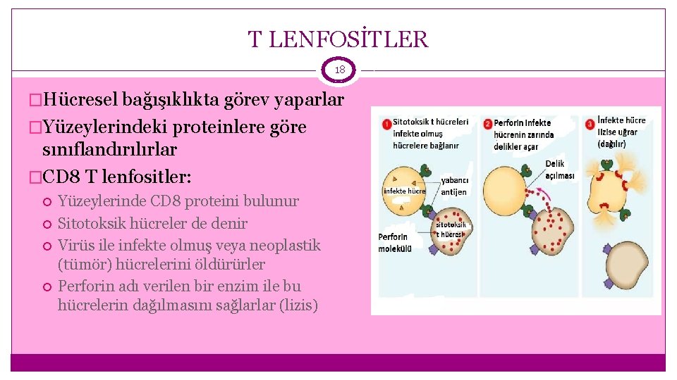 T LENFOSİTLER 18 �Hücresel bağışıklıkta görev yaparlar �Yüzeylerindeki proteinlere göre sınıflandırılırlar �CD 8 T