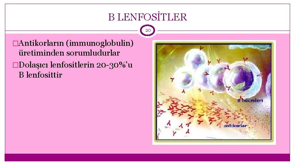 B LENFOSİTLER 20 �Antikorların (immunoglobulin) üretiminden sorumludurlar �Dolaşıcı lenfositlerin 20 -30%’u B lenfosittir 