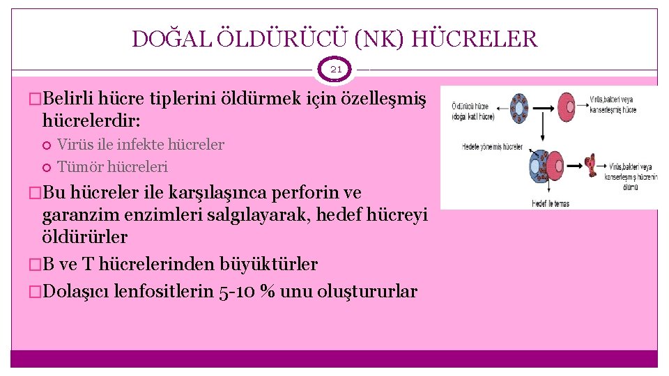 DOĞAL ÖLDÜRÜCÜ (NK) HÜCRELER 21 �Belirli hücre tiplerini öldürmek için özelleşmiş hücrelerdir: Virüs ile