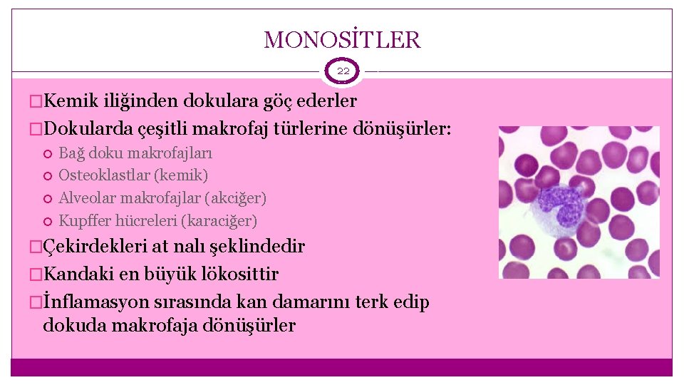 MONOSİTLER 22 �Kemik iliğinden dokulara göç ederler �Dokularda çeşitli makrofaj türlerine dönüşürler: Bağ doku