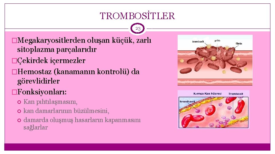 TROMBOSİTLER 23 �Megakaryositlerden oluşan küçük, zarlı sitoplazma parçalarıdır �Çekirdek içermezler �Hemostaz (kanamanın kontrolü) da