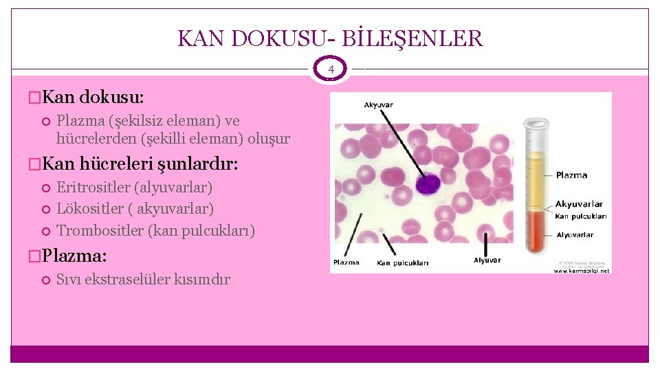 KAN DOKUSU- BİLEŞENLER 4 �Kan dokusu: Plazma (şekilsiz eleman) ve hücrelerden (şekilli eleman) oluşur