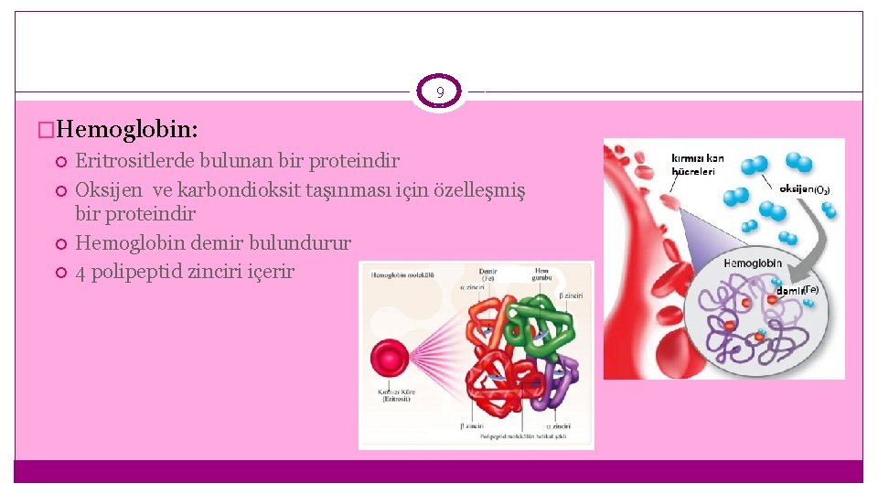 9 �Hemoglobin: Eritrositlerde bulunan bir proteindir Oksijen ve karbondioksit taşınması için özelleşmiş bir proteindir