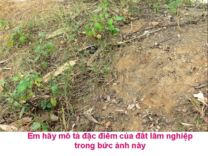 Em hãy mô tả đặc điểm của đất lâm nghiệp trong bức ảnh này