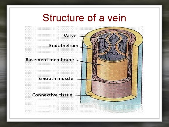 Structure of a vein 