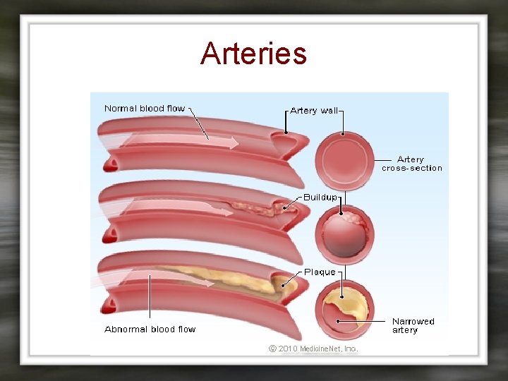 Arteries 