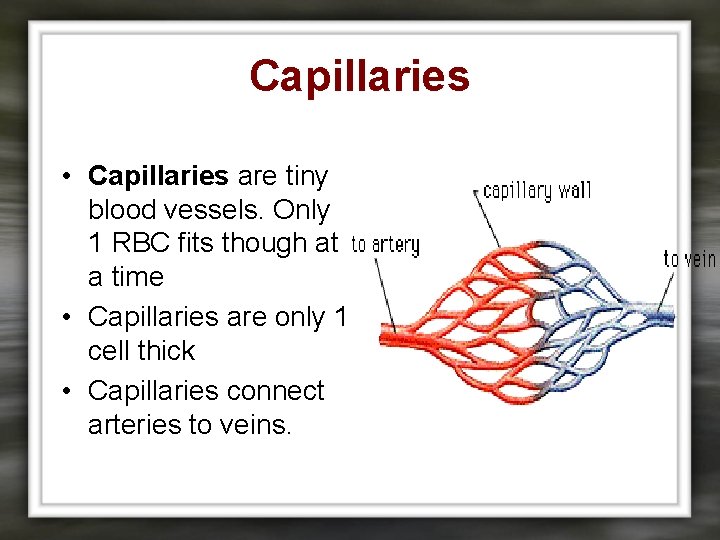 Capillaries • Capillaries are tiny blood vessels. Only 1 RBC fits though at a