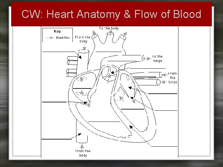 CW: Heart Anatomy & Flow of Blood 