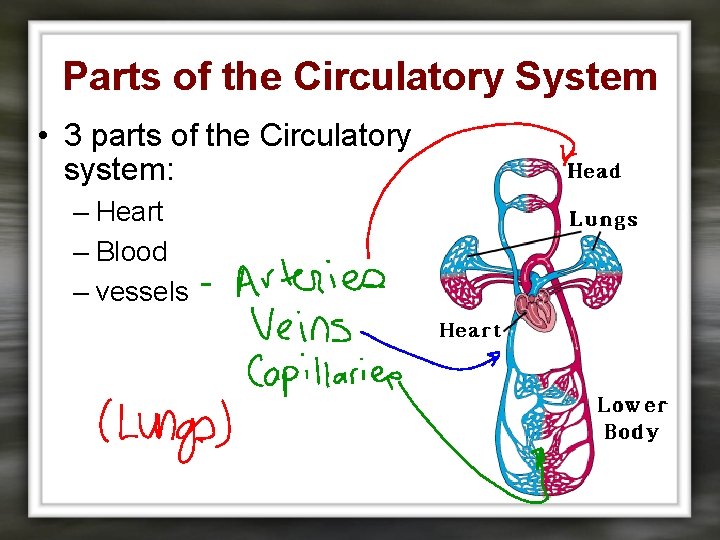 Parts of the Circulatory System • 3 parts of the Circulatory system: – Heart