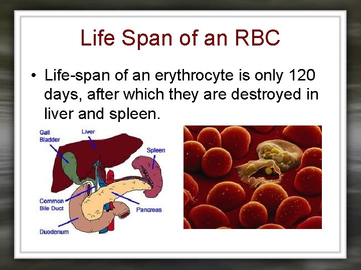 Life Span of an RBC • Life-span of an erythrocyte is only 120 days,