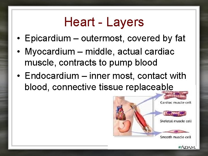 Heart - Layers • Epicardium – outermost, covered by fat • Myocardium – middle,